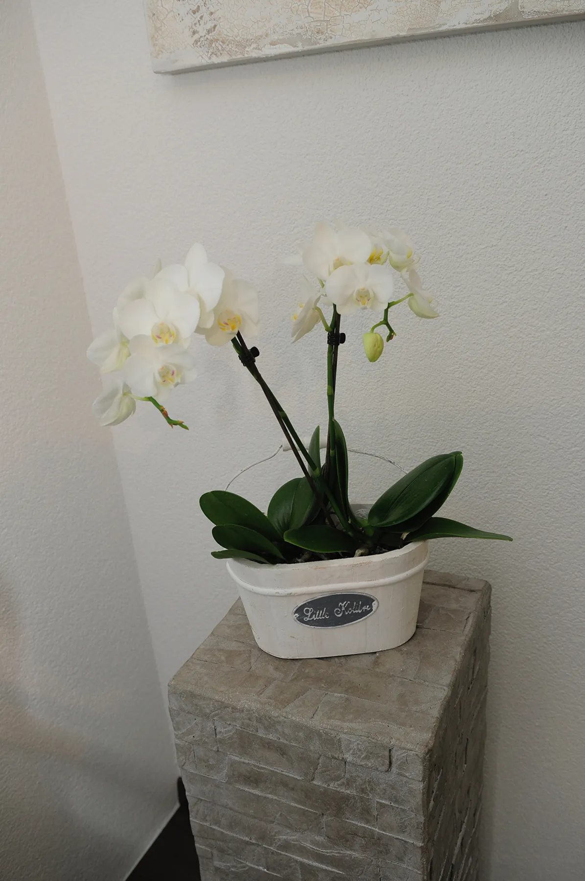 Orchidee im Empfang von Carpe Diem Cosmetics